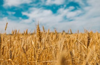 Wheat in a field.