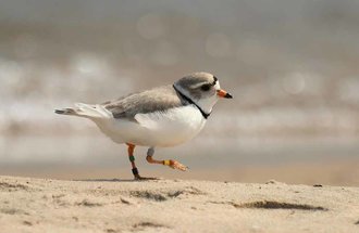 A piping plover at Fisherman's Island State Park near Charlevoix, Michigan.