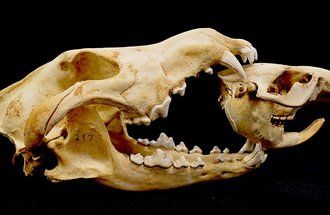 Wolf and beaver skulls.