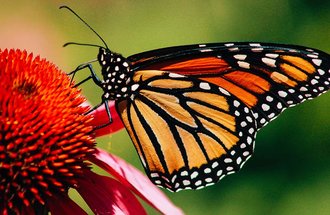 Monarch butterfly resting on a coneflower. 
