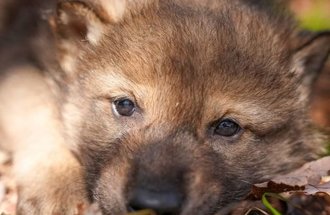 Wolf pup close up.