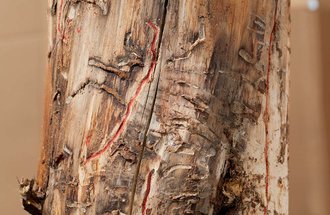 Markings in a tree trunk made by mountain pine beetles.