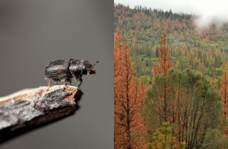 Close up of a mountain pine beetle (left), pine forest (right).