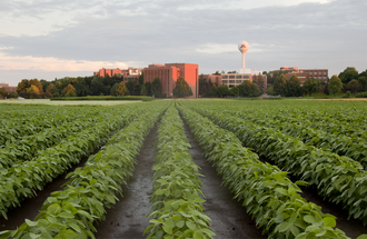 View of Twin Cities campus in St. Paul plant growth fields.