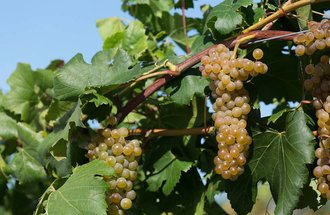 Itasca grapes growing on the vine.