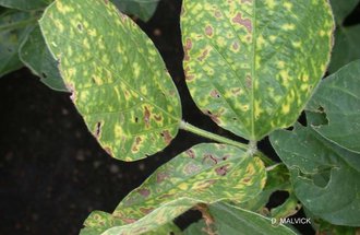 Sudden Death Syndrome on soybean leaves.