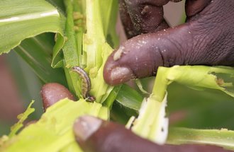 Close-up of a fall armyworm on African maize crops. 