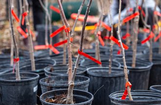  Elm trees tagged and ready for planting.