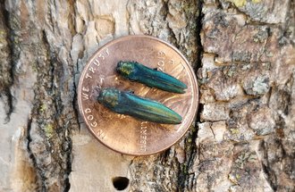 Two Emerald Ash Borer Beetles on a penny.
