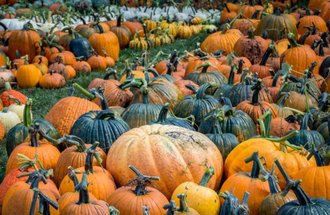 Pumpkins at the Arb