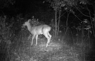 Deer in Michigan