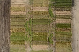 Soybean field aerial view