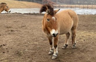 endangered Przewalski’s horse